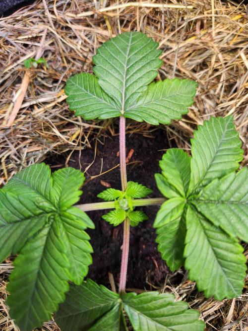 Fruits for summer II. Week 3