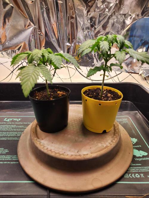 Fruits for summer I. Week 3