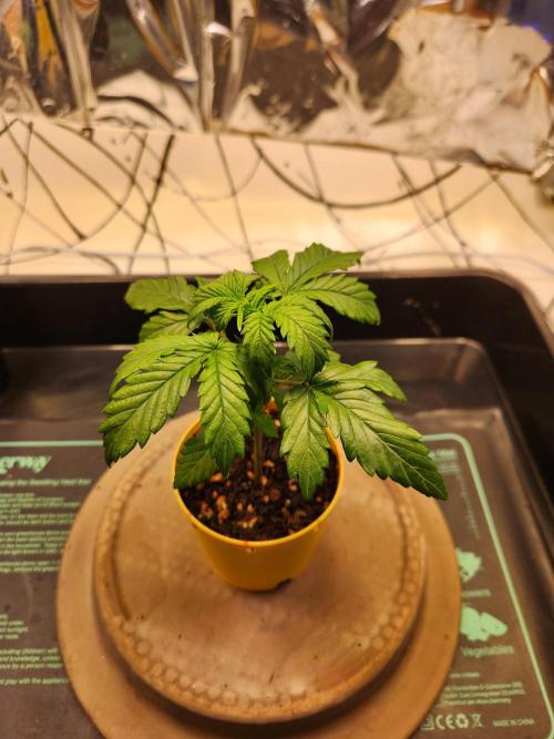 Fruits for summer I. Week 3