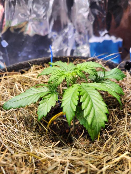 Fruits for summer I. Week 3