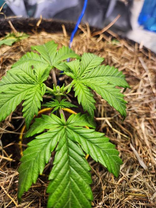 Fruits for summer I. Week 3