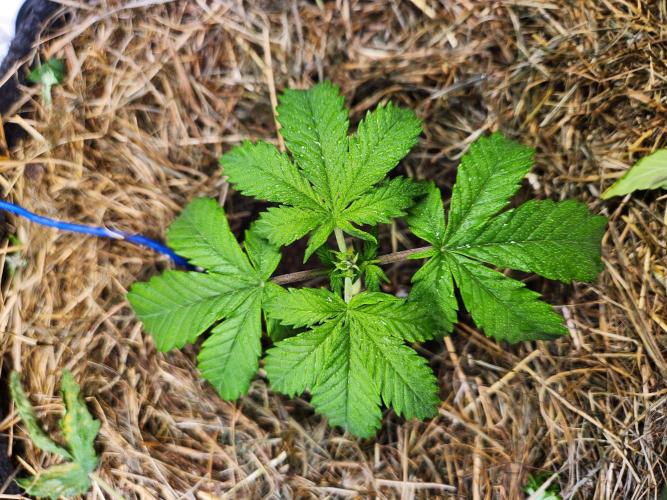 Fruits for summer I. Week 3