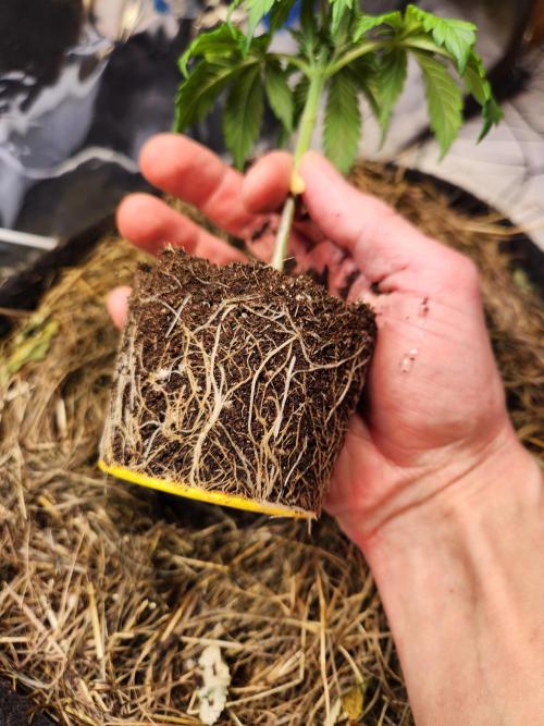 Fruits for summer I. Week 3