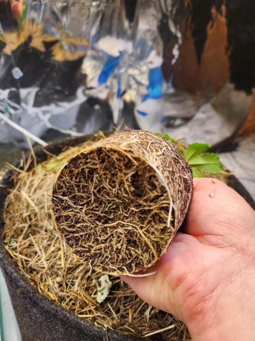 Fruits for summer I. Week 3