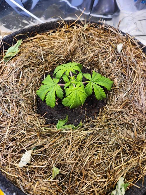 Fruits for summer I. Week 3