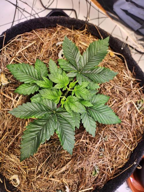 Fruits for summer II. Week 4