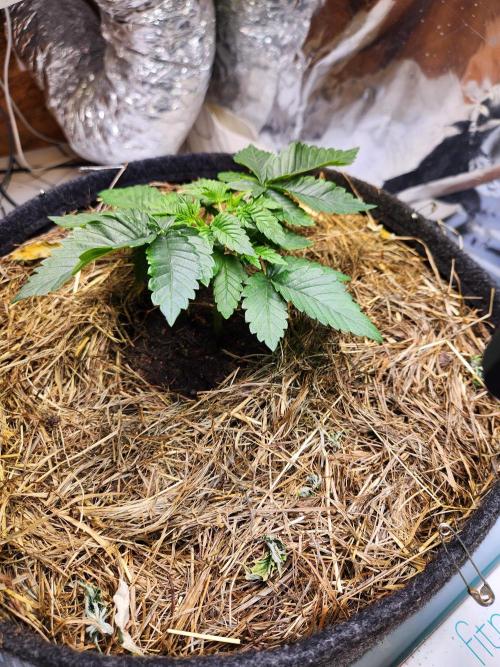 Fruits for summer II. Week 4