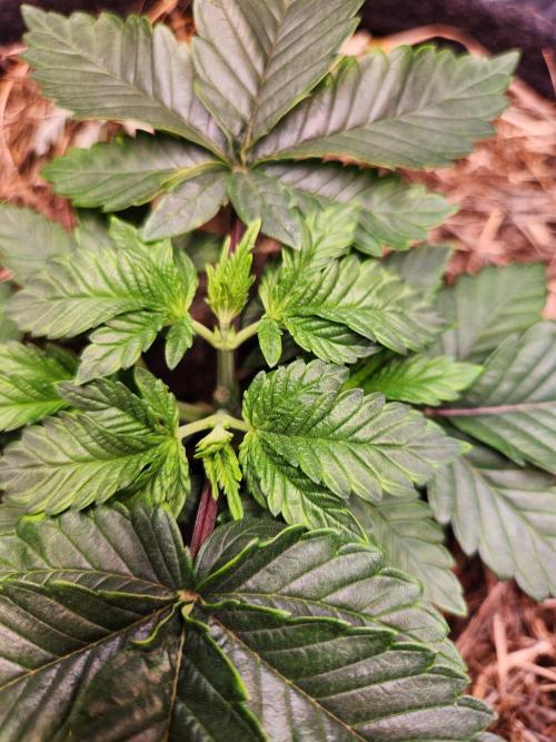 Fruits for summer II. Week 4