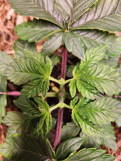 Fruits for summer II. Week 4