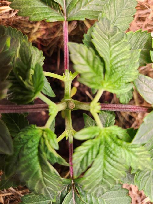 Fruits for summer II. Week 4