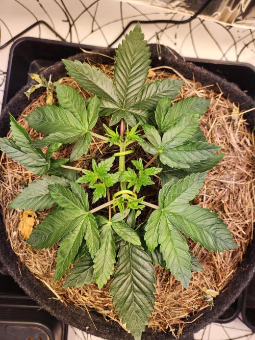 Fruits for summer II. Week 4