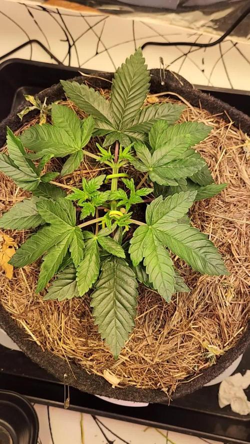 Fruits for summer II