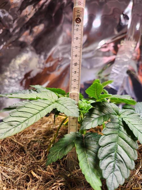 Fruits for summer II. Week 4