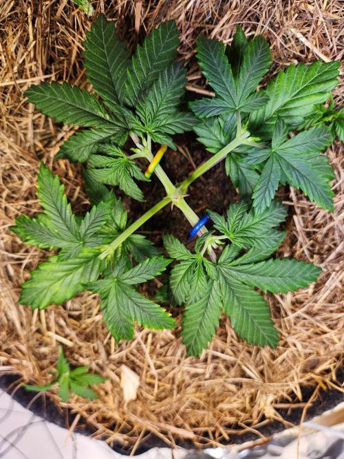 Fruits for summer I. Week 4