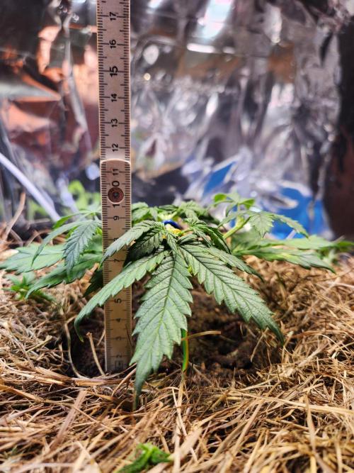 Fruits for summer I. Week 4