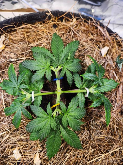 Fruits for summer I. Week 5 - #34