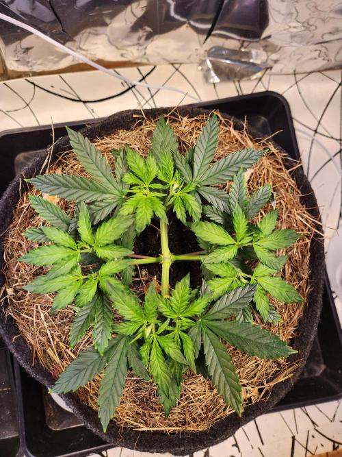 Fruits for summer I. Week 5