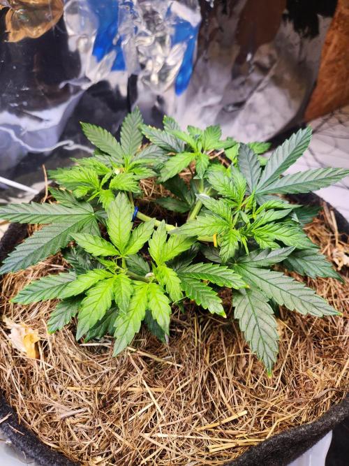 Fruits for summer I. Week 5