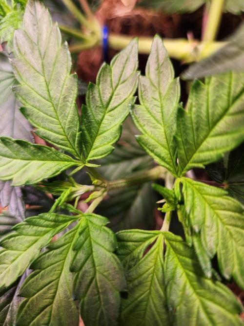 Fruits for summer I. Week 5