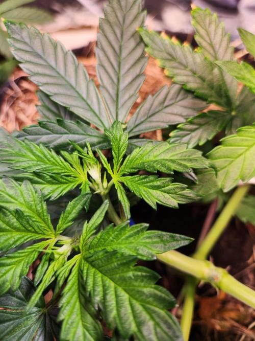 Fruits for summer I. Week 5