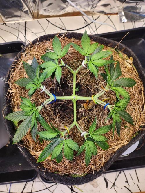 Fruits for summer I. Week 5