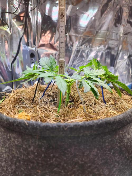 Fruits for summer I. Week 5