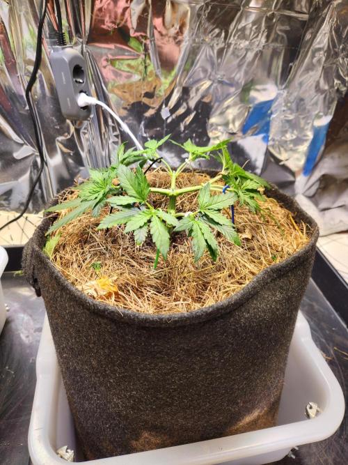 Fruits for summer I. Week 5