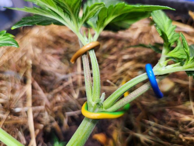 Fruits for summer I. Week 5