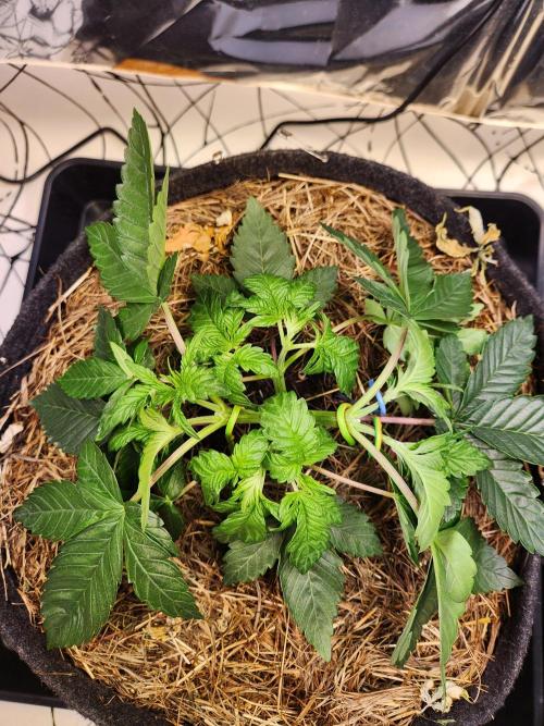 Fruits for summer II. Week 5