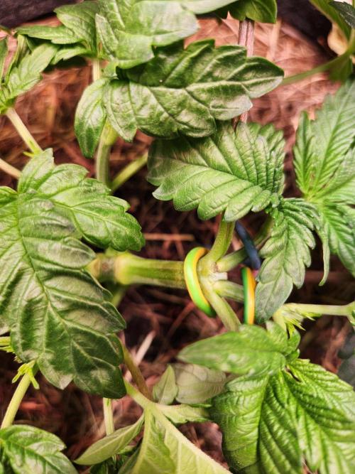 Fruits for summer II. Week 5