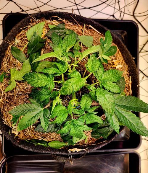 Fruits for summer II. Week 5