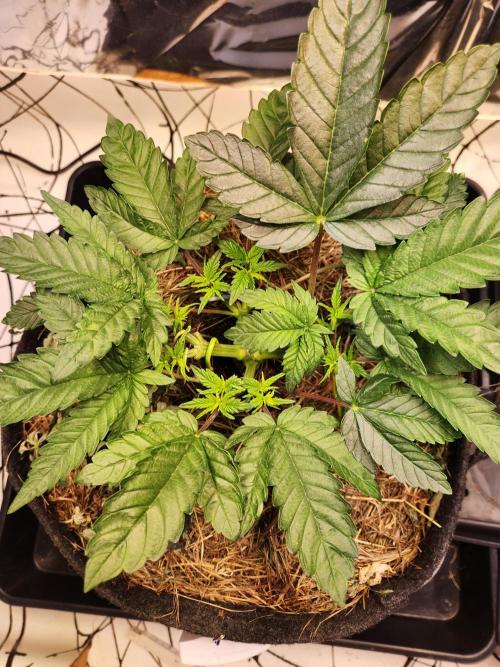 Fruits for summer II. Week 5