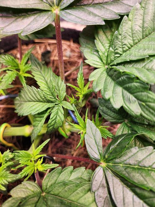 Fruits for summer II. Week 5