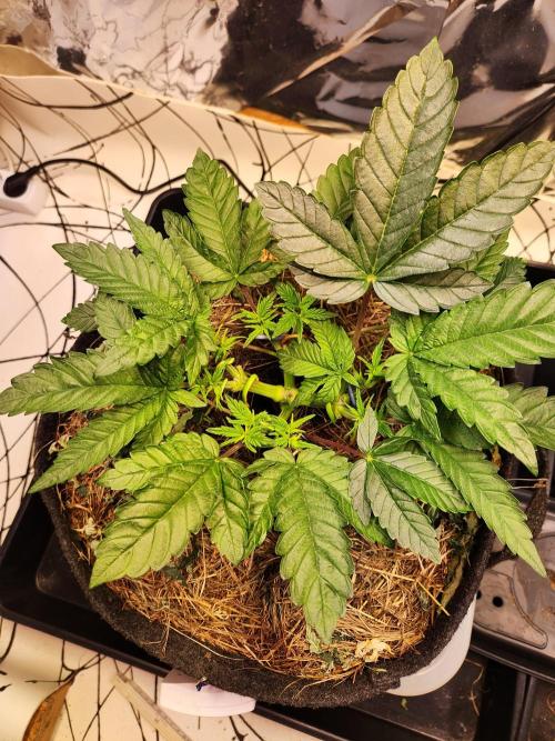 Fruits for summer II. Week 5