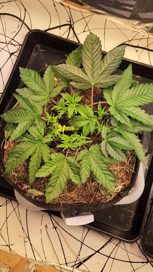 Fruits for summer II