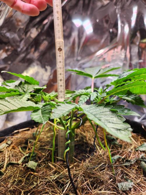 Fruits for summer II. Week 5