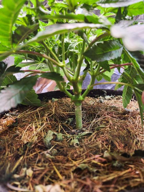 Fruits for summer II. Week 6