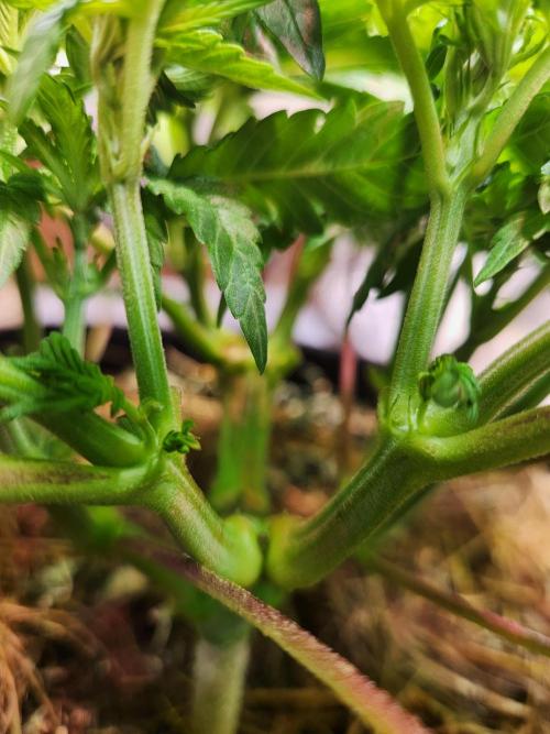 Fruits for summer II. Week 6