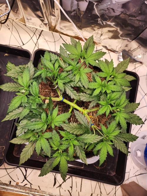 Fruits for summer I. Week 6