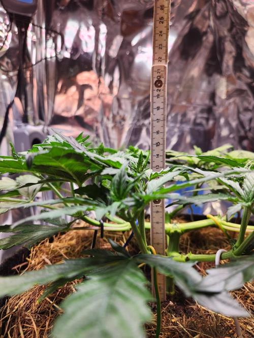 Fruits for summer I. Week 6