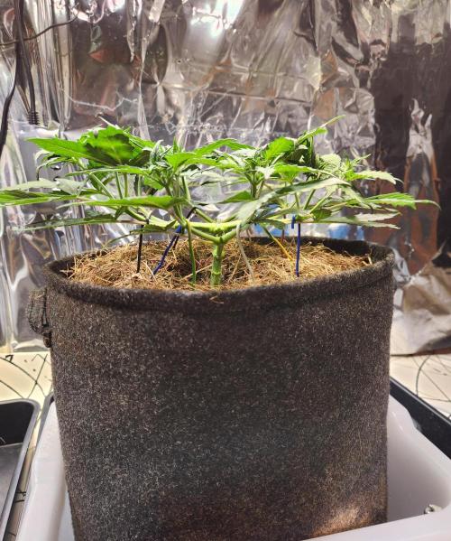 Fruits for summer I. Week 6