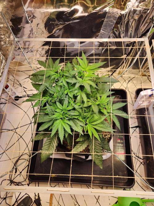 Fruits for summer II. Week 7