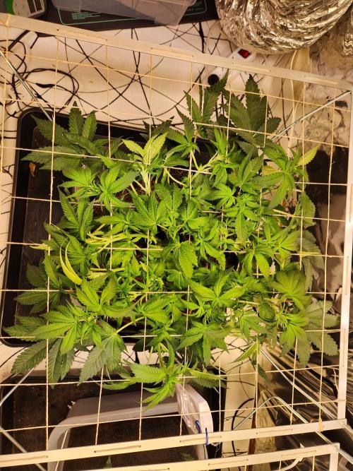Fruits for summer II. Week 8