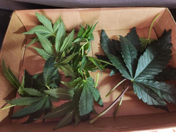 Fruits for summer II. Week 8