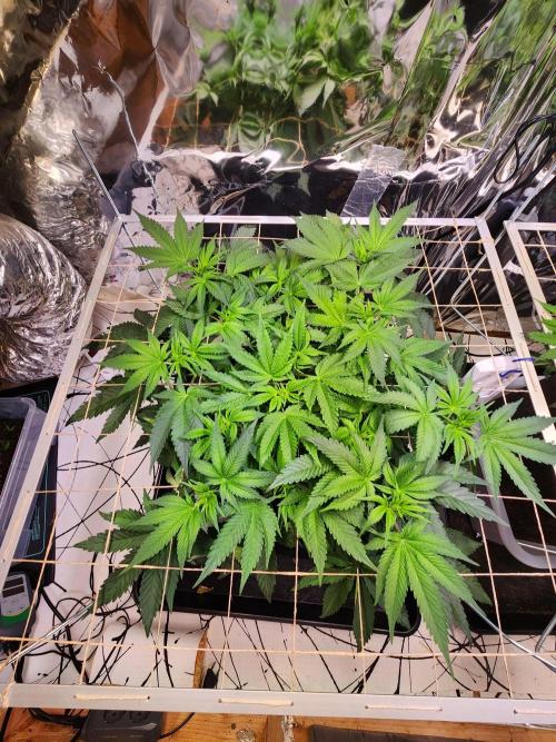Fruits for summer II. Week 8
