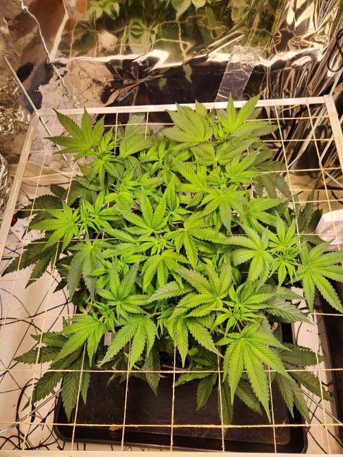 Fruits for summer II. Week 8