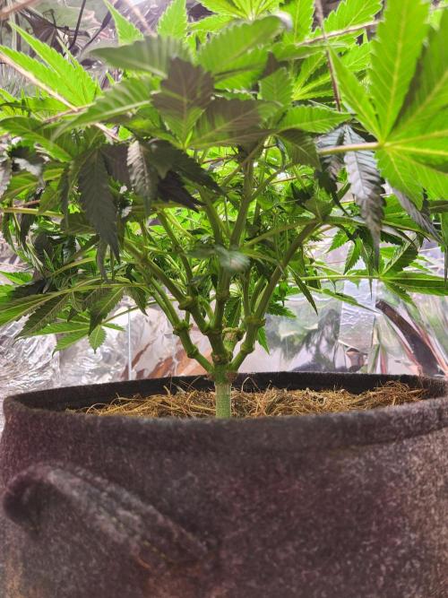 Fruits for summer II. Week 8