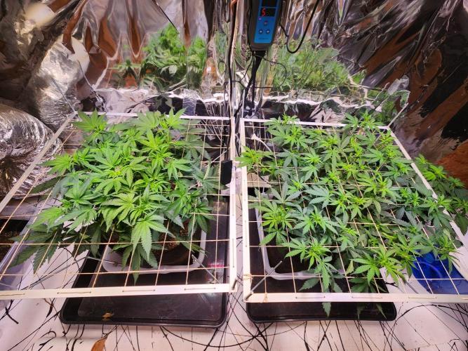 Fruits for summer II. Week 8