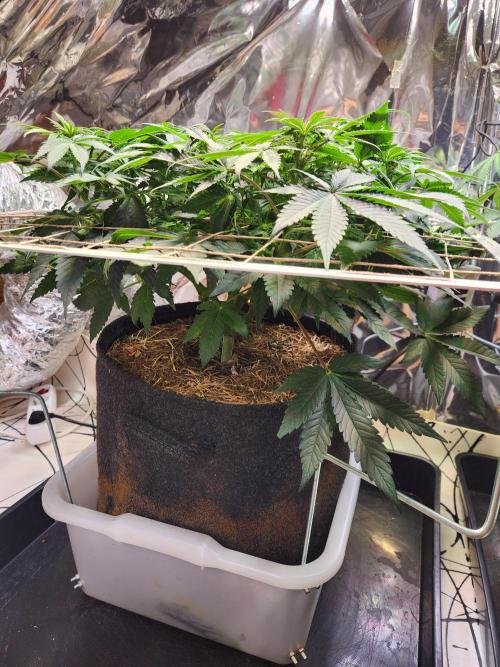 Fruits for summer II. Week 9