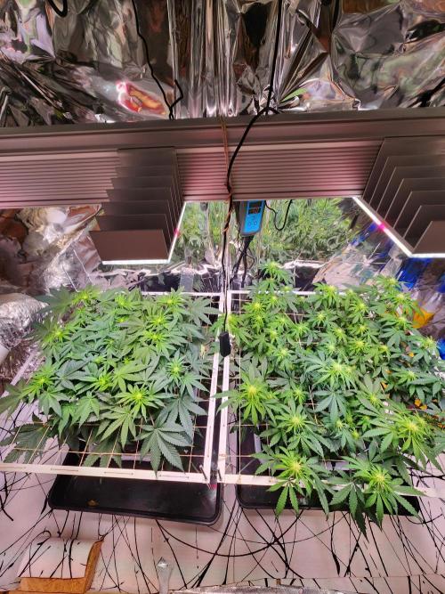 Fruits for summer II. Week 9
